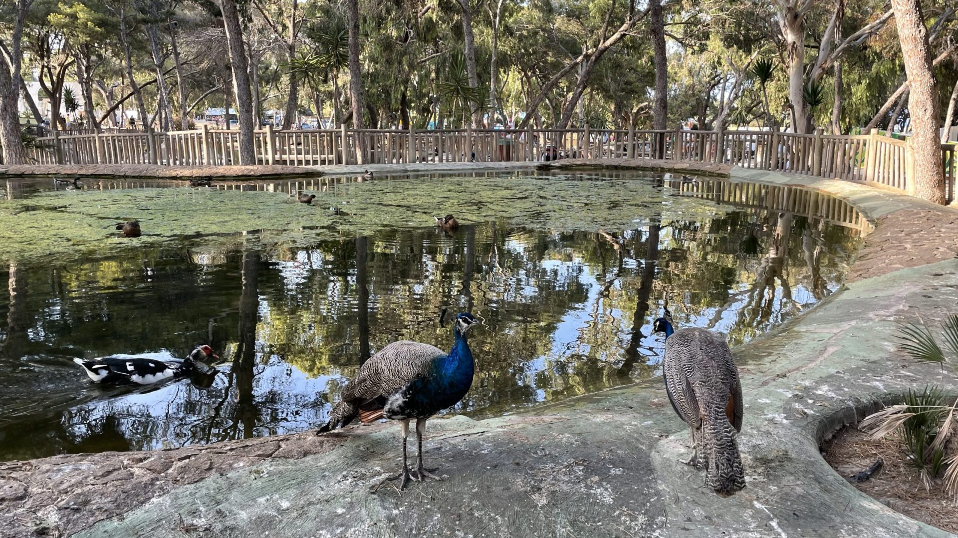 Reina sofia guardamar cropped