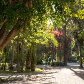 Elche (Alicante),