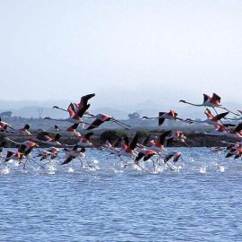Salinas-de-Santa-Pola-Natural-Park
